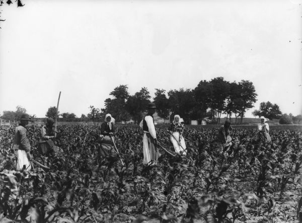 A group of men and women are working in a cornfield. Farm buildings are in the background. Location: Hungary.
