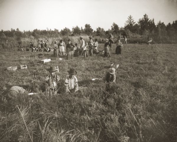 A large group of Ho-Chunks and white people harvesting cranberries. The wooden boxes lying in the field were filled with the fruit and then shipped by railroad to the processor.