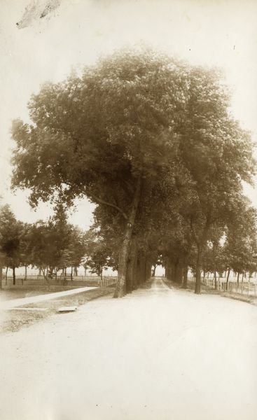 Tree-lined driveway on the Winnebago County Asylum grounds.