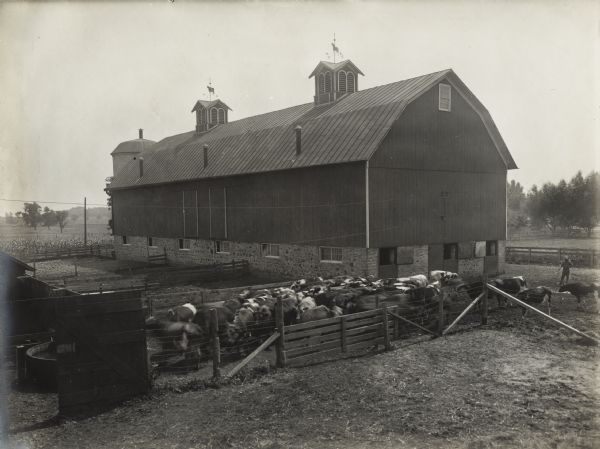 Barn with stone foundation on the Winnebago County Asylum grounds. In the foreground behind a fence is a herd of cattle, and to the right is a man standing in the barnyard. The barn has two weather vanes on top of roof vents. One is in the shape of a cow, and the other in the shape of a horse.