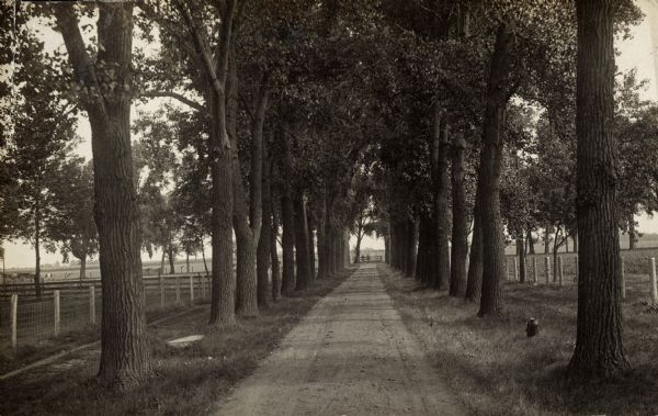 Tree-lined dirt road entrance to the Winnebago County Asylum. In the far distance, two individuals are standing near the entrance gate.