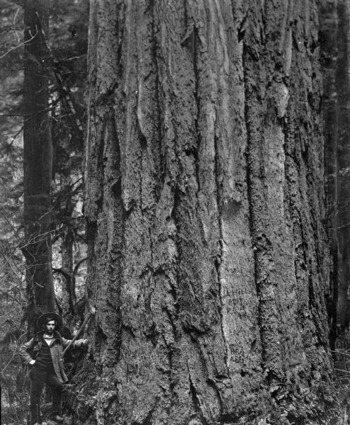 View of a man standing next to a douglas fir which is fourteen feet in diameter. The man is dressed in work clothes and an axe rests on his hip. In the background is dense forest.