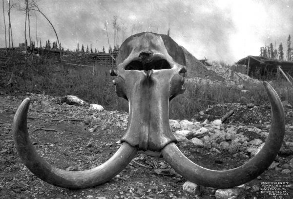 A mastodon skull unearthed at Quartz Creek at a depth of 42 feet.  Photograph taken at Dawson, Yukon Territory, Canada. Text on photograph reads: "Copyright Applied For Landahl's Emporium Dawson, Y.T."