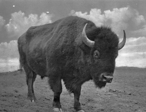 A close-up of a buffalo standing alone on the prairie.