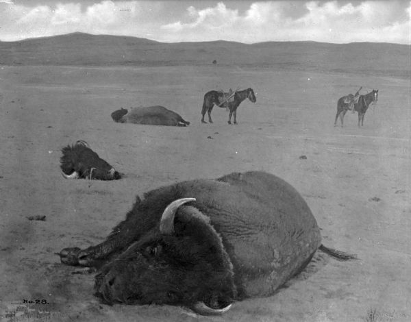 View of hunters' horses and dead bison on a plain.
