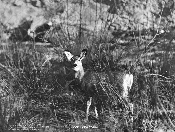 A young doe stands in the underbrush. Text on photograph reads: "At Home." and "Copyright 1908 By W.H. Emmett Aldrige, Mont."