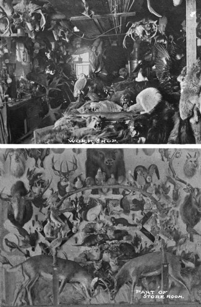 Two photographs showing the workshop and storeroom of a taxidermy shop.  The top image is of the workshop which is full of preserved animal bodies and skins hanging from the rafters and the walls and piled on tables. The bottom image is of the storeroom which has stuffed animals arranged in a display and on the wall.
