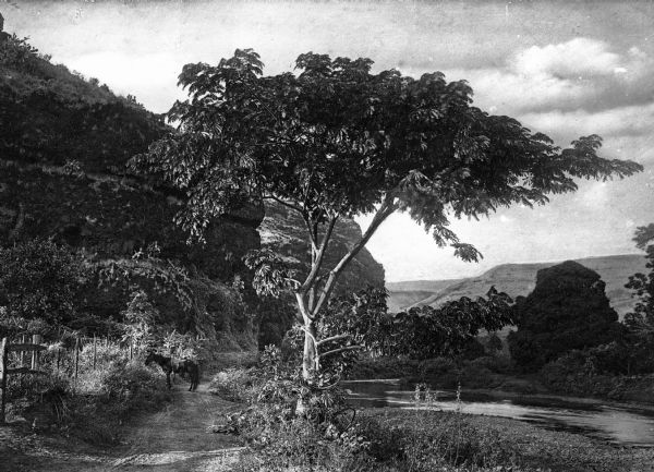 Close-up of a small tree growing on the banks of the Waimea River. A horse stands in the background on a trail that runs alongside the river and large rolling hills are visible in the background.