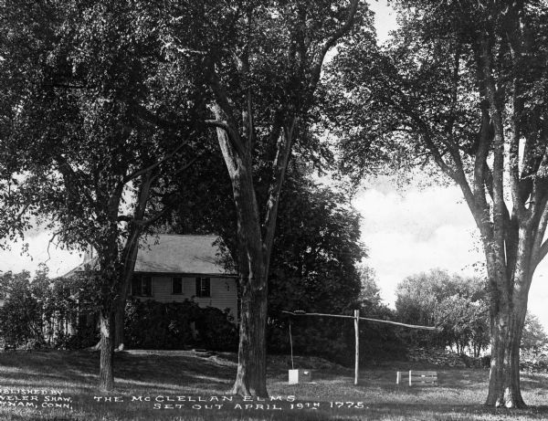 View of the Old McClellan Elms, planted on April 19, 1775. Caption reads: "The McClellan Elms Set Out April 19th 1775."