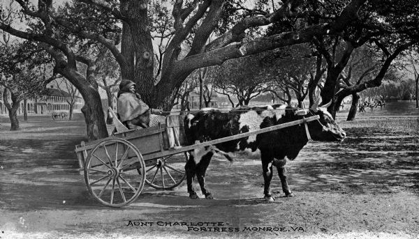 An old woman known as Aunt Charlotte in an ox-drawn cart on fortress grounds. Caption reads: "Aunt Charlotte, Fortress Monroe, VA."