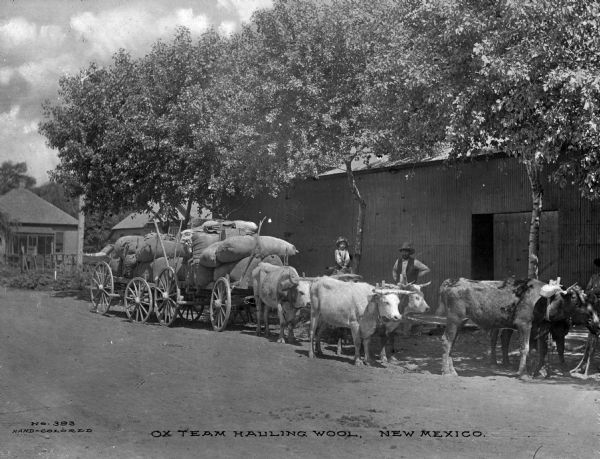 A man and child stand near an ox team hauling wagons loaded with bags of wool in New Mexico. Caption reads: "Ox Team Hauling Wool, New Mexico."