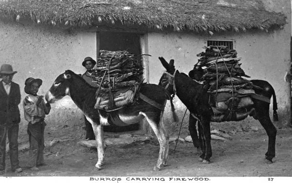Three young people standing near two burros carrying firewood in front of a dwelling. Caption reads: "Burros Carrying Firewood."