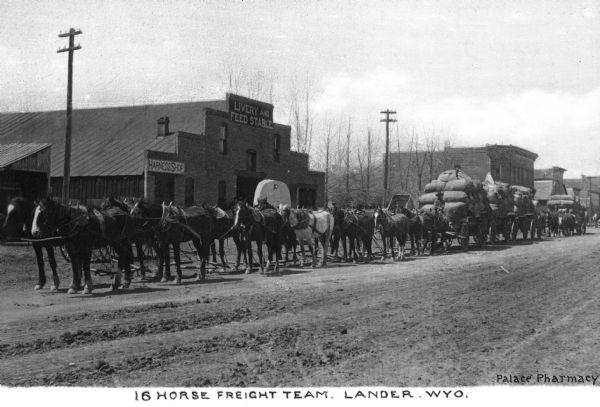 A view of a sixteen horse freight team. In the background are a livery and feed stable, along with a harness shop. Caption reads: "16 Horse Freight Team, Lander, Wyo."