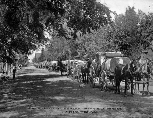 Horses in a long train, pulling loaded wagons down South Mill Street, half way to Compress. Men are watching from the left, and a dog is lying in the road. Caption reads: "Half Way to Compress. South Mill Street, Paris, Texas."