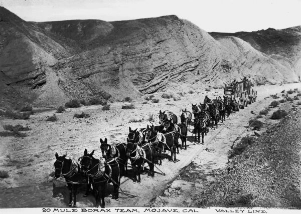 Between 1883 and 1889, the twenty mule teams, such as this one, hauled more than 20 million pounds of borax out of Death Valley. The borax load was hauled 165 miles up and out of Death Valley to the nearest railroad junction at Mojave. Caption reads: "20 Mule Borax Team, Mojave, Cal. Valley Line."