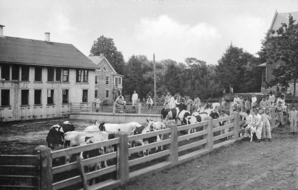 A view from Machinery Hall, looking east, of Bethany Orphans' Home.  Children observing and playing with a group of cows through the fence, with some children climbing over the fence. A boy is holding a cow by its collar in the foreground.