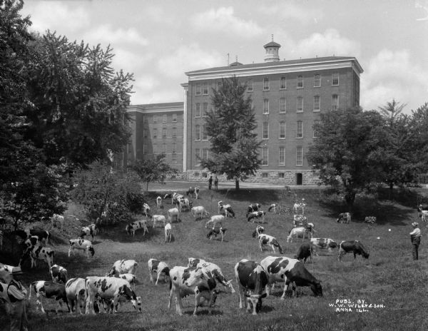 Cows grazing on the lawn in front of the State Hospital, which opened in 1875. Men stand on the lawn and observe the cows.