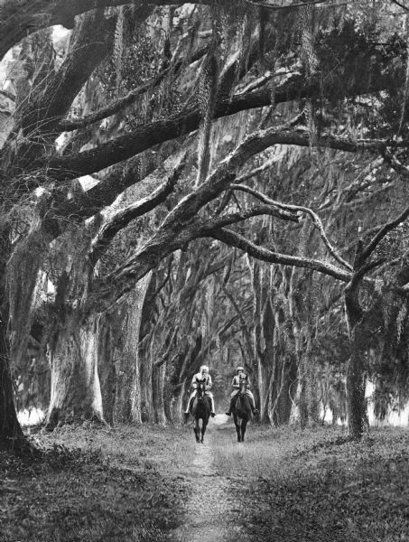 A man and woman ride horses down a trail surrounded by trees on the "Avenue of Oaks."