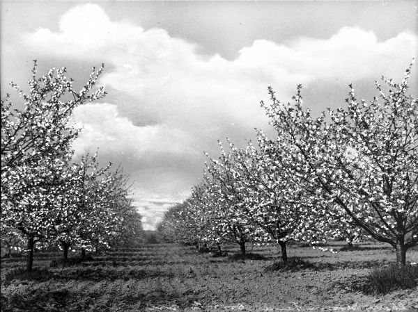 Cherry trees stand in rows in an orchard during Cherry Blossom Time.