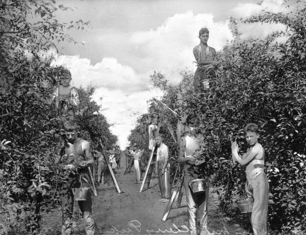 Men and boys stand between rows of trees, picking cherries. Some of them are holding buckets and standing on ladders. 