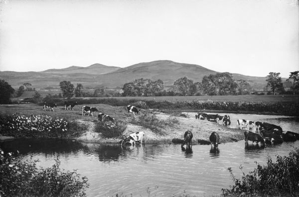 View of Mount Killington from Otter Creek.  Cows stand at the creek in the foreground.
