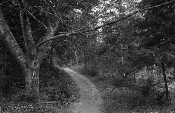 View down a wooded path.  A large tree on the left, inscribed with initials, carries a sign reading, "Notice, Trespassing Forbidden."