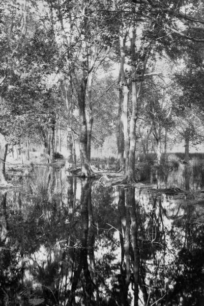 View of trees mirrored in a swamp.