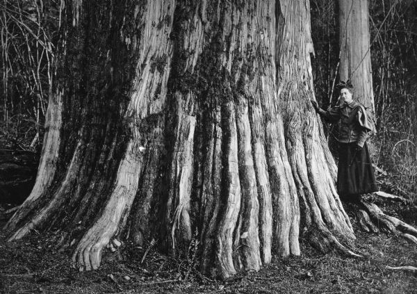 View of a woman standing at the base of a large cedar tree in Stanley Park, opened in 1888 by David Oppenheimer.