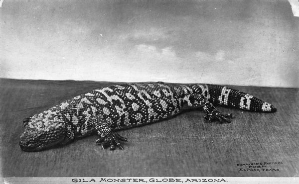 Medium close-up identification photograph of a gila monster. Caption reads: "Gila Monster, Globe, Arizona."
