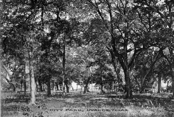 View of a wooded area in a city park. Caption reads: "City Park, Uvalde, Texas."