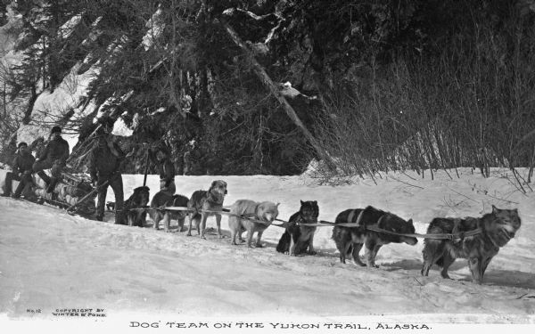 View of four men with a dog team on the Yukon Trail. Copyright by Winter & Pond.