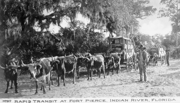 View of oxen-drawn wagons along the Indian River.