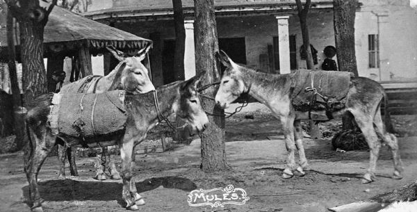 View of three pack mules tied up to a tree in a yard.