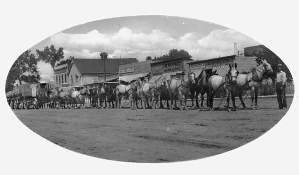 View of a long mule freight team lined up in the street storefronts behind them. One stands at the front, and another stands on a wagon wheel in the back.