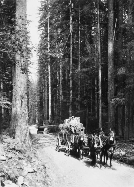 View of a horse and wagon traveling down a narrow road through a forest. There is an automobile in the background.