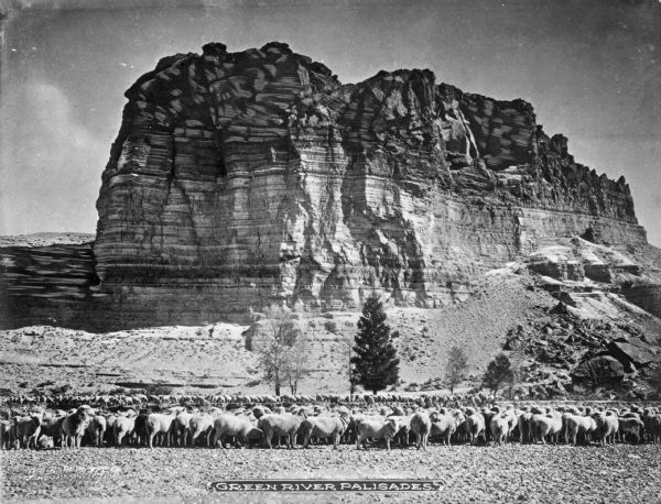A herd of sheep grazing in the foreground with a large rock formation in the background. Caption reads: "Green River Palisades, Wyoming."