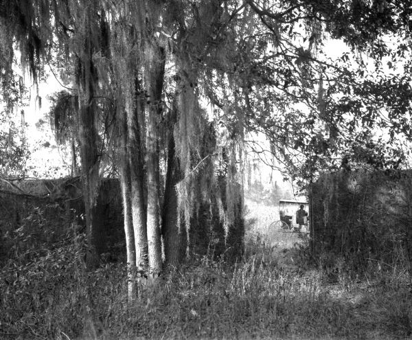 A view of Dorchester Fort, overrun with plants and trees. There is a man in the front seat of a carriage visible through a break in the wall.