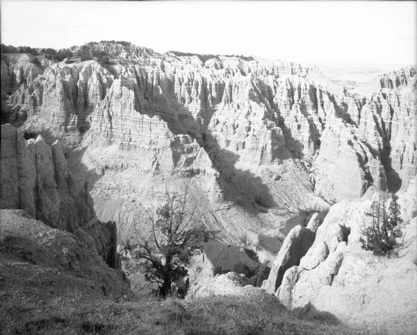 View of a landscape in the Badlands, including a small shrub in the foreground.
