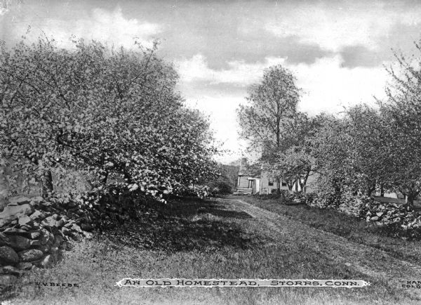 A view of an old homestead behind a cluster of trees. Caption reads: "An Old Homestead, Storrs, Conn."
