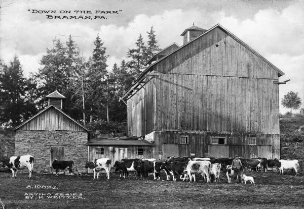 A farm scene, with a farmer and cattle near wooden and stone farm buildings. Caption reads: "'Down on the Farm' Braman, PA."