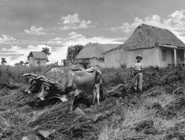Farming in Cuba, with two oxen pulling a plow through the field, and a few wooden structures with thatched roofs in the background.