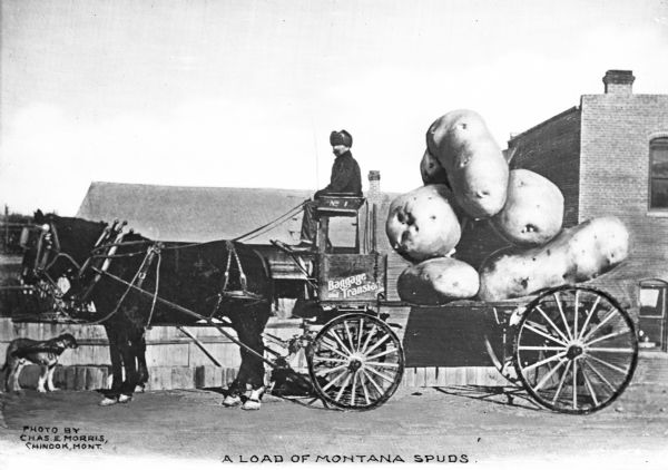 A view of a man driving a horse-drawn wagon which is loaded with giant, six-foot-high potatoes, probably to be used as a tall-tale postcard. Caption reads: "A Load of Montana Spuds."