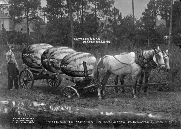 A view of a horse-drawn wagon carrying three huge "Rattlesnake" watermelons. Each watermelon has a weight: 300 pounds, 285 pounds, and 260 pounds. The wheels of the wagon are sinking into the ground and a man is standing next to the wagon, scratching his head, possibly in confusion. Caption reads: "There is money raising melons like this." This photograph was possibly used to make a tall-tale postcard.