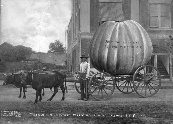 A view of a man standing next to an oxen-drawn wagon carrying a giant pumpkin. Text on the photograph reads: "Just The Right Size For One Pumpkin Pie." Caption reads: "This Is Some Pumpkins Ain't It?" This photograph was possibly used to make a tall-tale postcard.