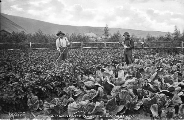 A view of two men standing and working in a garden in the Canadian Yukon Territory. Caption reads: "A Klondyke Garden, Dawson, Y.T."
