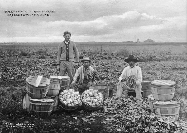 A view of three men in a field, packing lettuce for shipment into wooden containers. Caption reads: "Shipping Lettuce, Mission, Texas."