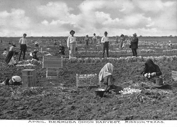 A view of men and women in a field during the harvest of onions. Caption reads: "April Bermuda Onion Harvest, Mission, Texas."