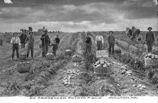 A view of a potato field showing the rows of potatoes, with men standing near full bushels. Caption reads: "An Aroostook Potato Field. Houlton, ME."
