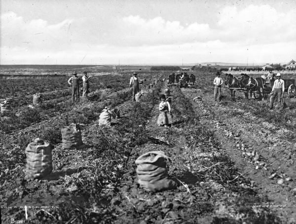 Men and a young boy digging potatoes in a field.