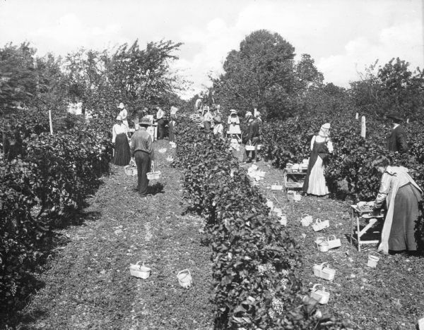 A view of men and women harvesting grapes in a field.